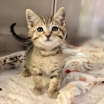 Pop -  Domestic Short Hair Cat for Adoption in Palm Springs, California - Pop | PetCurious