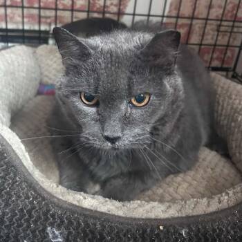 Hattie (Extra Large) -  Domestic Short Hair Cat for Adoption in Huntington, New York - Hattie (Extra Large) | PetCurious