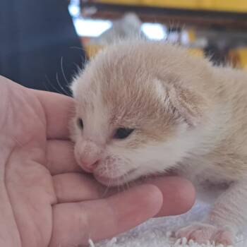 Tigger -  Domestic Short Hair Cat for Adoption in Chapel Hill, North Carolina - Tigger | PetCurious