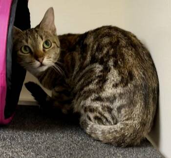 Domestic Short Hair Cats Available for Adoption in Gary, Indiana - Harley | PetCurious