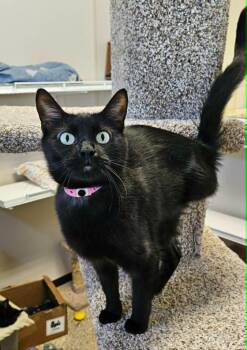 Mittsu -  Domestic Medium Hair Cat for Adoption in Fremont, Ohio - Mittsu | PetCurious