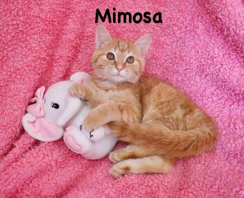 Mimosa -  Tabby Cat for Adoption in St. Augustine, Florida - Mimosa | PetCurious