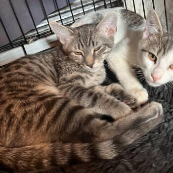 Laundry Detergent -  Domestic Short Hair Cat for Adoption in Salisbury, Massachusetts - Laundry Detergent | PetCurious