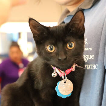 Rescue Domestic Short Hair Cats for Adoption in Port Washington, New York - Ursula | PetCurious