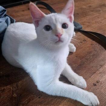 Dexter -  Siamese and Domestic Short Hair Cat for Adoption in Green Bay, Wisconsin - Dexter | PetCurious