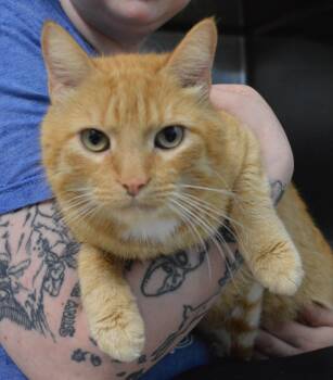 Stormtrooper -  Domestic Short Hair Cat for Adoption - Stormtrooper | PetCurious