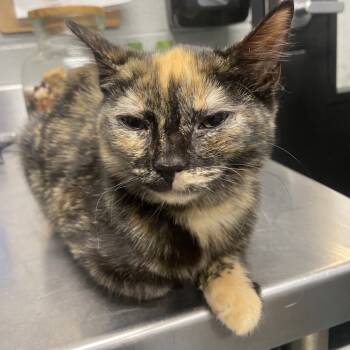 Rescue Domestic Short Hair Cats for Adoption in Allentown, Pennsylvania - Starlight | PetCurious