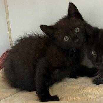 Lewis (bonded w/ Stewart) -  Domestic Short Hair Cat for Adoption in Oakland, California - Lewis (bonded W/ Stewart) | PetCurious