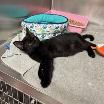 Slate -  Domestic Short Hair Cat for Adoption in Kent, Washington - Slate | PetCurious