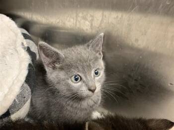 ASH -  Domestic Short Hair Cat for Adoption in Grand Prairie, Texas - ASH | PetCurious