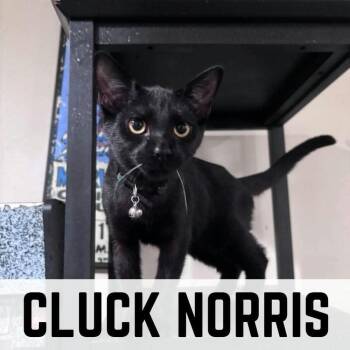 Cluck Norris -  Domestic Short Hair Cat for Adoption in Milton, Delaware - Cluck Norris | PetCurious