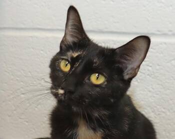 Nala -  Tortoiseshell Cat for Adoption in Euclid, Ohio - Nala | PetCurious