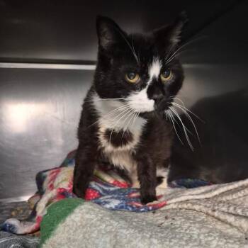 Clarence -  Domestic Short Hair Cat for Adoption in Troy, Virginia - Clarence | PetCurious