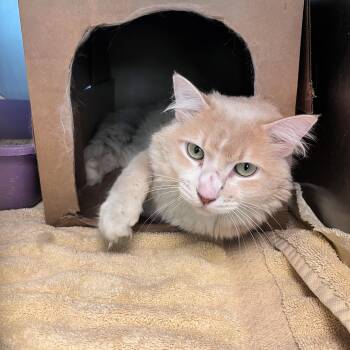 Teddy -  Domestic Medium Hair Cat for Adoption in Lindon, Utah - Teddy | PetCurious