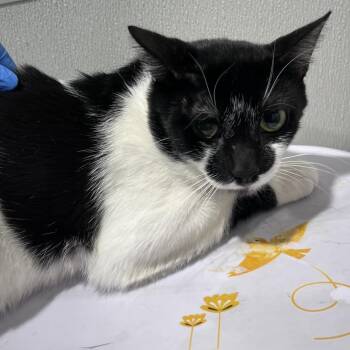 Dale -  Domestic Short Hair Cat for Adoption in Tampa, Florida - Dale | PetCurious