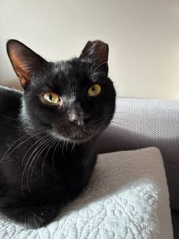 Rescue Domestic Short Hair Cats for Adoption - Pumpkin Seed | PetCurious