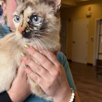 Todaroki -  Domestic Short Hair Cat for Adoption - Todaroki | PetCurious