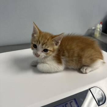 Jasper -  Domestic Short Hair Cat for Adoption in Indianapolis, Indiana - Jasper | PetCurious