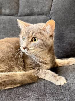 Dumpling -  Domestic Short Hair Cat for Adoption in Midland, Michigan - Dumpling | PetCurious