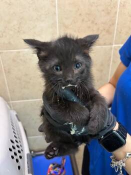 Copper -  Domestic Short Hair Cat for Adoption in Hobbs, New Mexico - Copper | PetCurious