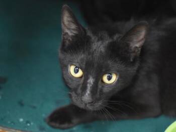 Bonnie -  Domestic Short Hair Cat for Adoption in Portland, Oregon - Bonnie | PetCurious