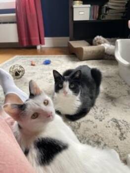 Domestic Short Hair Cats Available for Adoption in Lemoyne, Pennsylvania - Katniss And Primrose | PetCurious