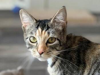 Beebee -  Domestic Short Hair Cat for Adoption in Portland, Oregon - Beebee | PetCurious