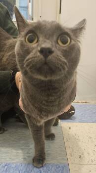Coalton -  Domestic Medium Hair Cat for Adoption in Claremont, New Hampshire - Coalton | PetCurious