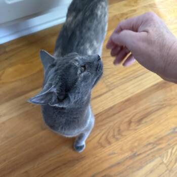 Noelle -  Domestic Short Hair Cat for Adoption in Snow Hill, North Carolina - Noelle | PetCurious