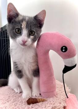 Domestic Short Hair and Dilute Calico Cats Available for Adoption - Peaches | PetCurious
