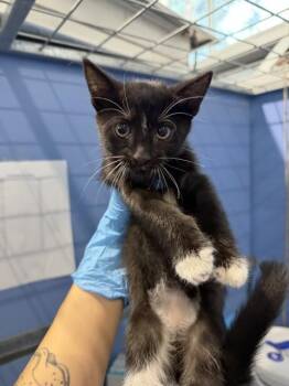 CARLY -  Domestic Short Hair Cat for Adoption in San Bernardino, California - CARLY | PetCurious