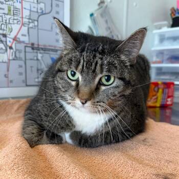 Domestic Short Hair Cats Available for Adoption in Mankato, Minnesota - Santorini | PetCurious