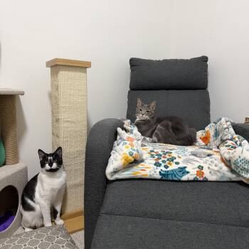 Domestic Short Hair Cats Available for Adoption in Calverton, Maryland - Jupiter & Neptune  | PetCurious