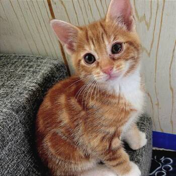 Boxty -  Domestic Short Hair Cat for Adoption in Keizer, Oregon - Boxty | PetCurious