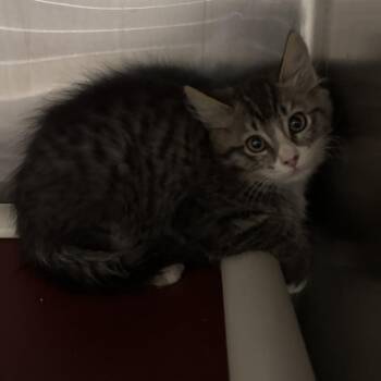 Cygnet -  Domestic Long Hair Cat for Adoption in Kanab, Utah - Cygnet | PetCurious