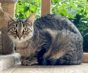 Mimi -  Domestic Short Hair and Tabby Cat for Adoption in Prescott, Arizona - Mimi | PetCurious