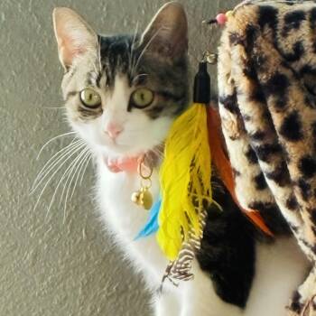 Millie C12894 -  Domestic Short Hair Cat for Adoption - Millie C12894 | PetCurious