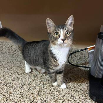 Minerva -  Domestic Long Hair Cat for Adoption in San Tan Valley, Arizona - Minerva | PetCurious
