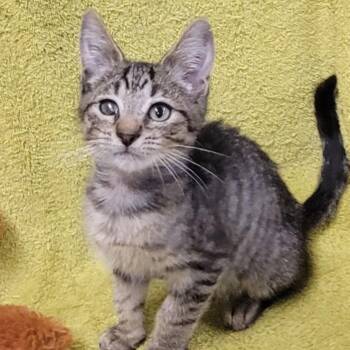 Rescue Domestic Short Hair Cats for Adoption in Pennsville Township, New Jersey - Timmy | PetCurious