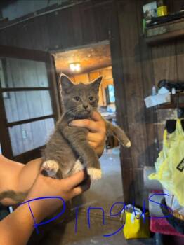 Harris -  Domestic Short Hair Cat for Adoption in Johnson City, Tennessee - Harris | PetCurious
