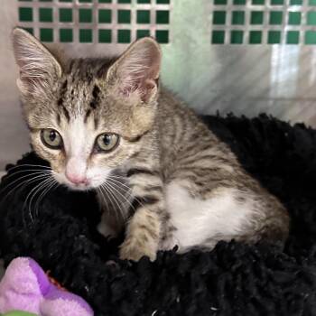 Reign -  Domestic Short Hair Cat for Adoption in Mount Vernon, Indiana - Reign | PetCurious