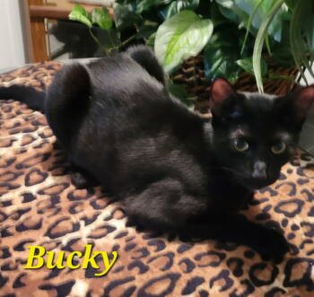 Rescue Domestic Long Hair Cats for Adoption in Locust Grove, Georgia - Bucky | PetCurious