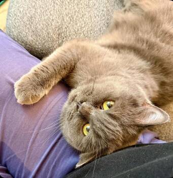 Ophelia -  British Shorthair Cat for Adoption - Ophelia | PetCurious