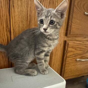 Mel -  Domestic Short Hair Cat for Adoption in Bentonville, Arkansas - Mel | PetCurious