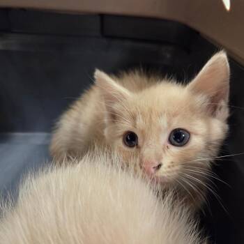 Fucia -  Domestic Short Hair Cat for Adoption in Chattanooga, Tennessee - Fucia | PetCurious