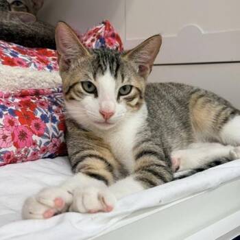 Domestic Short Hair Cats Available for Adoption in Honolulu, Hawaii - Rigby | PetCurious