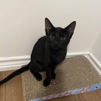 Rescue Domestic Short Hair Cats for Adoption in Nacogdoches, Texas - PEPPER | PetCurious