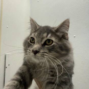 Finch -  Domestic Medium Hair Cat for Adoption in New York, New York - Finch | PetCurious