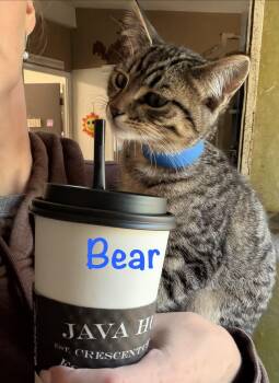 Bear -  Tabby Cat for Adoption in Crescent City, California - Bear | PetCurious