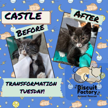 Rescue Domestic Short Hair Cats for Adoption in Greenfield, Indiana - Castle | PetCurious